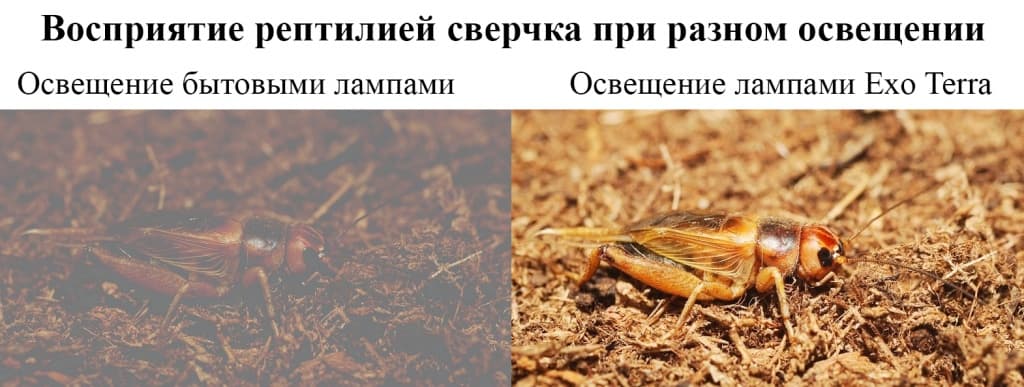 eda-dlya-yasherici.jpg