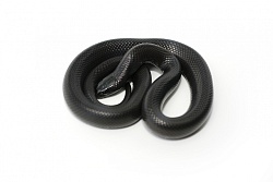 Королевская змея нигрита (Lampropeltis getula nigrita)