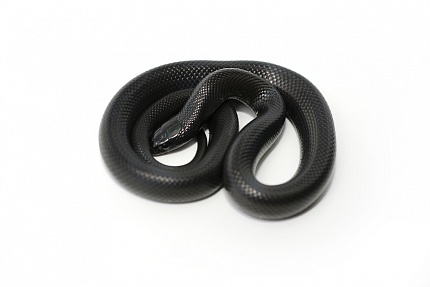 Королевская змея нигрита (Lampropeltis getula nigrita) от магазина ExoLife