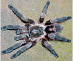 Птицеед (Avicularia rickwesti)