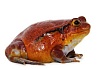 Лягушка-помидор или томатный узкорот (Dyscophus antongilii)
