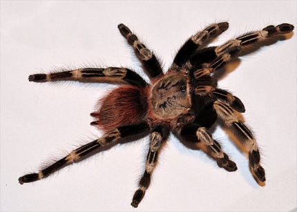 Птицеед (Nhandu chromatus) от магазина ExoLife
