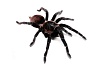 Птицеед (Brachypelma vagans)
