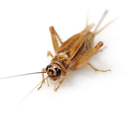 Домовой сверчок (Acheta domesticus) имаго - 2-2.5 см от магазина ExoLife