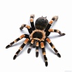 Птицеед (Brachypelma Emilia)