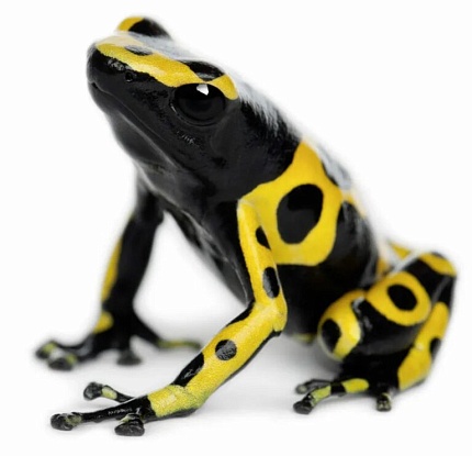 Священный древолаз (Dendrobates leucomelas) от магазина ExoLife