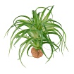 Растение для террариума "Осока", 16.5х16.5х9.5см