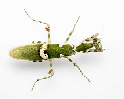 Индийский цветочный богомол (Creobroter gemmatus) от магазина ExoLife