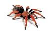 Огненноногий паук-птицеед (Brachypelma boehmei)