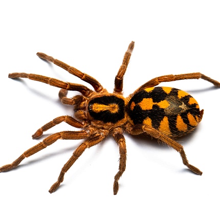 Птицеед (Hapalopus sp. "Columbia Gross") от магазина ExoLife