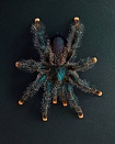 Птицеед Авикулярия металлика (Avicularia metallica)