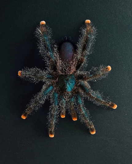 Птицеед Авикулярия металлика (Avicularia metallica) от магазина ExoLife