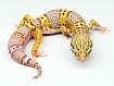 Эублефар Bell Albino