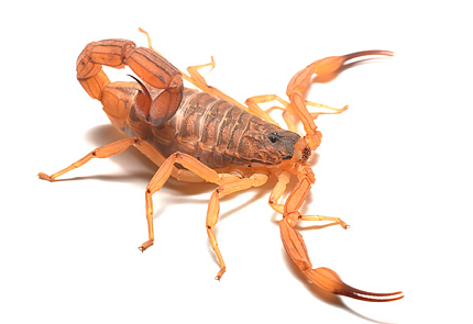 Cкорпион (Tityus serrulatus) от магазина ExoLife