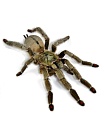 Тринидадский шеврон (Psalmopoeus cambridgei)