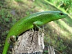 Смарагдовый сцинк (Lamprolepis smaragdina)