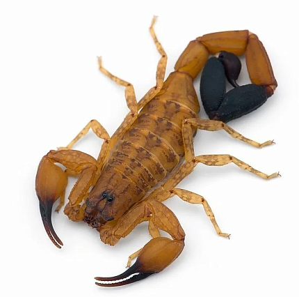 Cкорпион (Tityus stigmurus) от магазина ExoLife