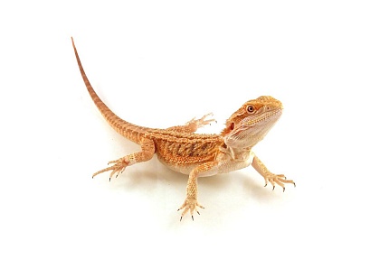 Бородатая агама "Red" (Pogona vitticeps) от магазина ExoLife