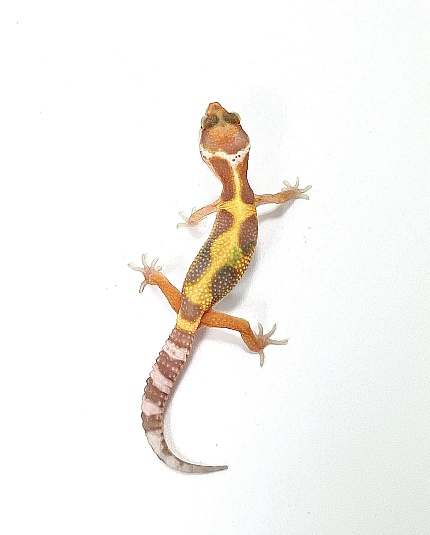 Эублефар Sunglow Stripe Het Eclipse от магазина ExoLife