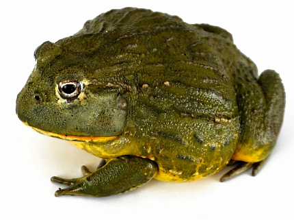 Лягушка водонос (Pyxicephalus adspersus) от магазина ExoLife