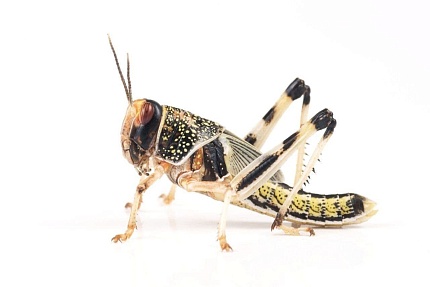 Саранча перелетная средняя ~2см (Locusta migratoria) от магазина ExoLife