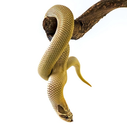 Свиноносый уж "Heterodon nasicus" (морфа Super Anaconda) от магазина ExoLife