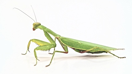 Древесный вьетнамский богомол (Hierodula sp. Vietnam) от магазина ExoLife
