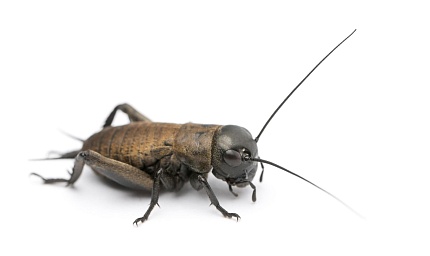Сверчок двупятнистый (Gryllus bimaculatus) - 1.5-2.5 см от магазина ExoLife