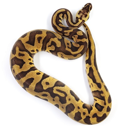 ПОД ЗАКАЗ: Королевский питон Python regius (Enchi Pastel Leopard) от магазина ExoLife