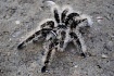 Птицеед (Brachypelma albopilosum Nicaragua)