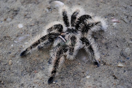 Птицеед (Brachypelma albopilosum Nicaragua) от магазина ExoLife