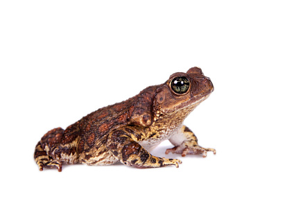 Карибские щитковые жабы (Peltophryne peltocephala) от магазина ExoLife