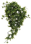 Растение для террариумов декоративное "Ivy"
