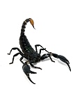 Азиатский лесной скорпион (Рeterometrus longimanus)