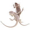 ПОД ЗАКАЗ: Бородатая агама "Hypo Zero" (Pogona vitticeps)