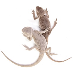ПОД ЗАКАЗ: Бородатая агама "Hypo Zero" (Pogona vitticeps)