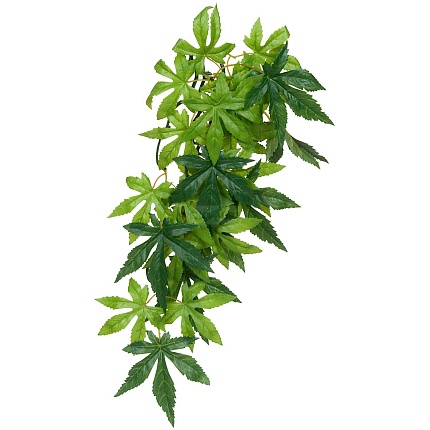 Тропическое растение EX Jungle Plants Abuliton, 40*25 см от магазина ExoLife