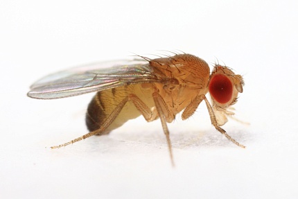 Муха не летающая дрозофила хидея (Drosophila hydei) от магазина ExoLife