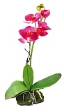Декоративное растение "Orchid pink"