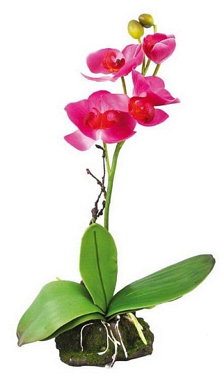 Декоративное растение "Orchid pink" от магазина ExoLife