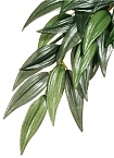 Тропическое растение EX Jungle Plants Рускус, 70х20см