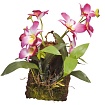 Декоративное растение "Hanging Orchid", розовое