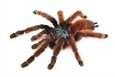 Птицеед (Caribena versicolor)