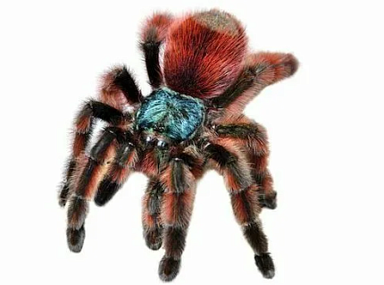 Птицеед (Avicularia versicolor) от магазина ExoLife