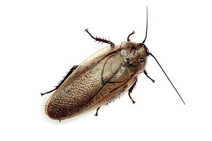 Мраморный таракан имаго ~3см (Nauphoeta Cinerea) от магазина ExoLife
