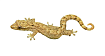 Траурный геккон (Lepidodactylus lugubris)