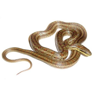 Двупятнистый полоз (Elaphe bimaculata) от магазина ExoLife