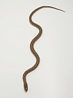 Узорчатый полоз (морфа Vipera)