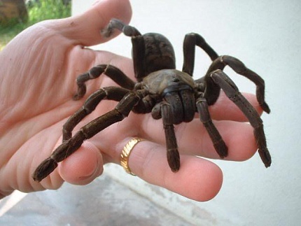 Птицеед (Cyriopagopus paganus) от магазина ExoLife