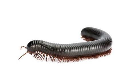 Гигантский чёрный красноногий кивсяк "Mardonius parilis Red Leg" от магазина ExoLife